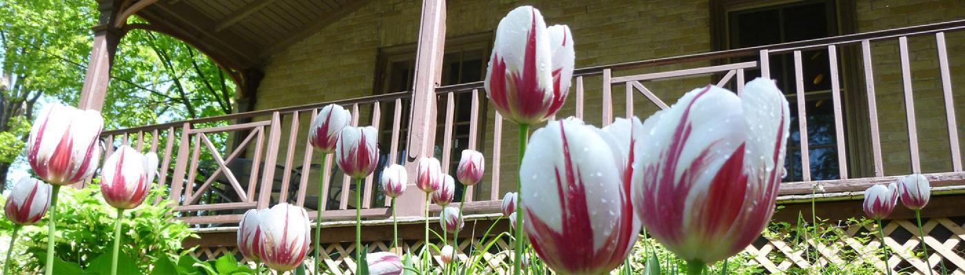 Canada 150th birthday tulips in garden outside Kerr House, Traill College