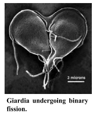 Giardia undergoing binary fission