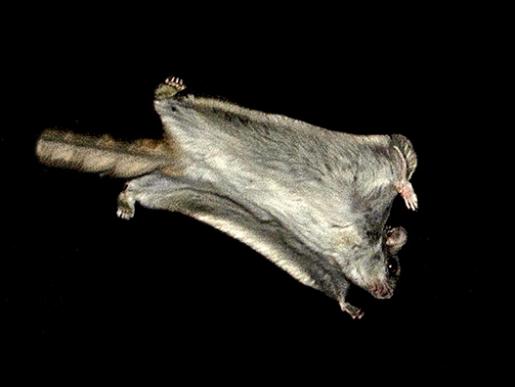 New Study Reveals High Levels of Stress Hormones in Flying Squirrels, but None of the Consequences
