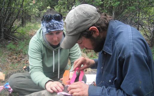 Trent Grad Students Conduct Snowshoe Hare Research in Yukon