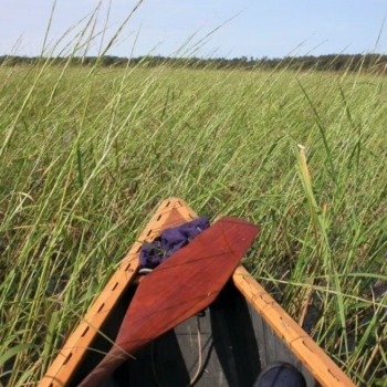 an image of the tip of a canoe in a rice bed