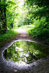 Trent University Nature Areas Student Ph