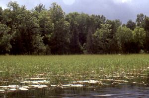 marsh bordering forest on Pigeon Lake