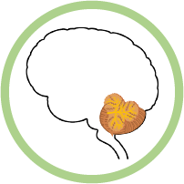 cerebellum modal icon