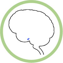 Pituitary Gland modal icon