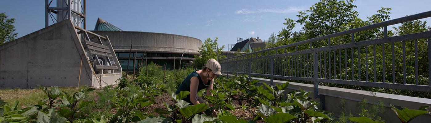 Student working on the rooftop garden above the Chemical Sciences Building