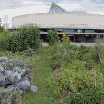 Trent rooftop garden with Environmental Science Building in background