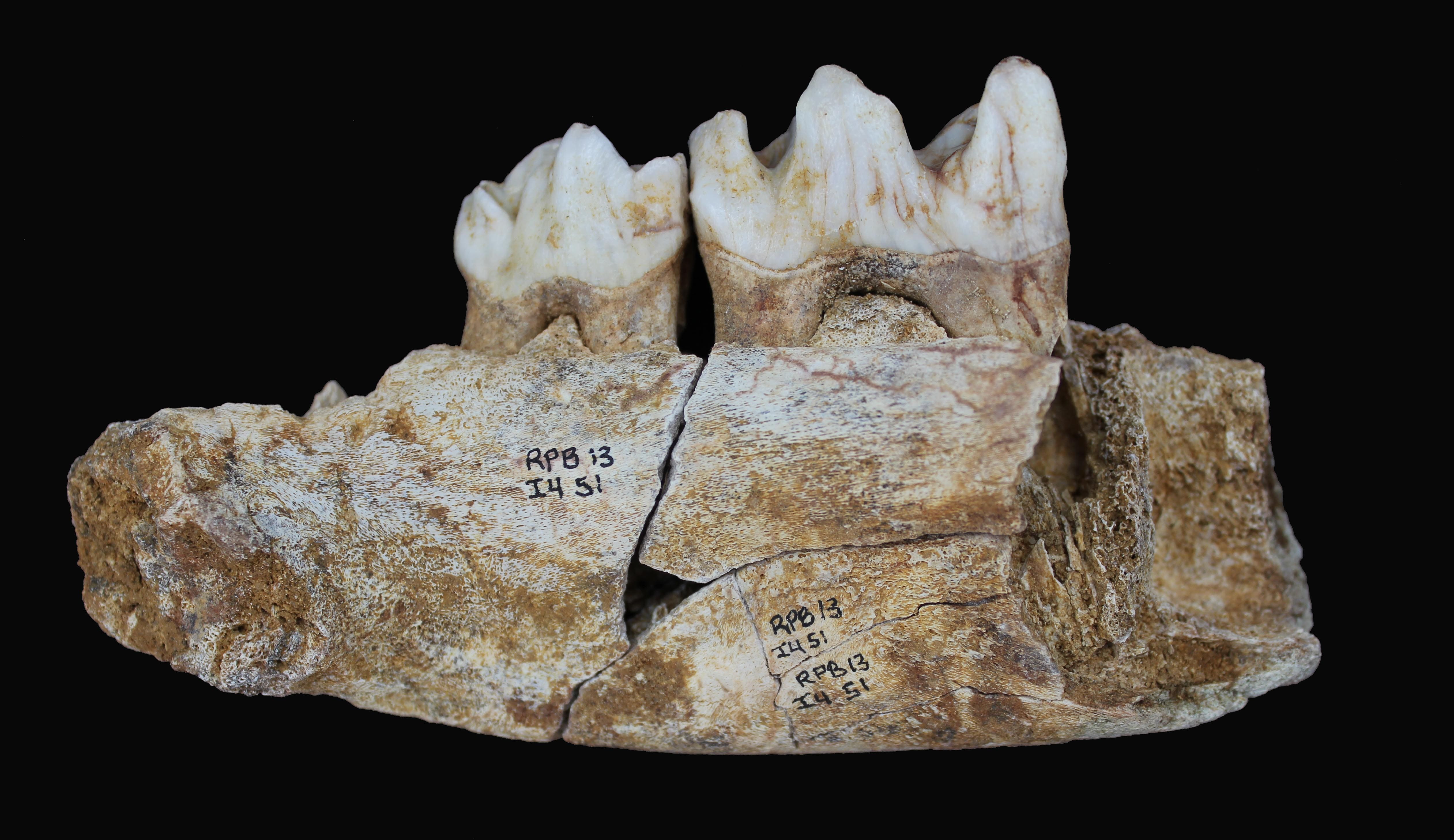 Wooly rhinoceros mandible uncovered at Saint-Césaire