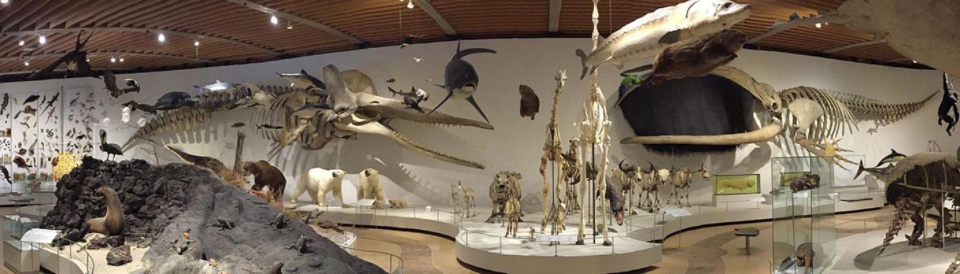 Panoramic image of animal skeletons from University of Copenhagen Zoological Museum