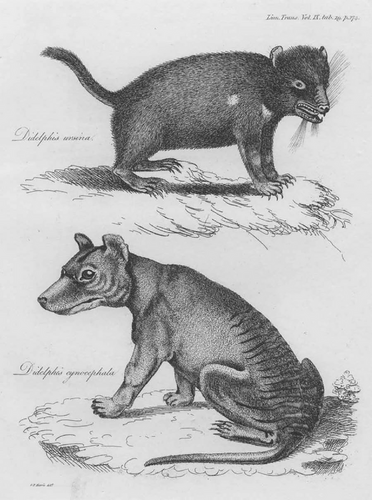 Earliest European image of a Thylacine and a Tasmanian Devil, 1808.
