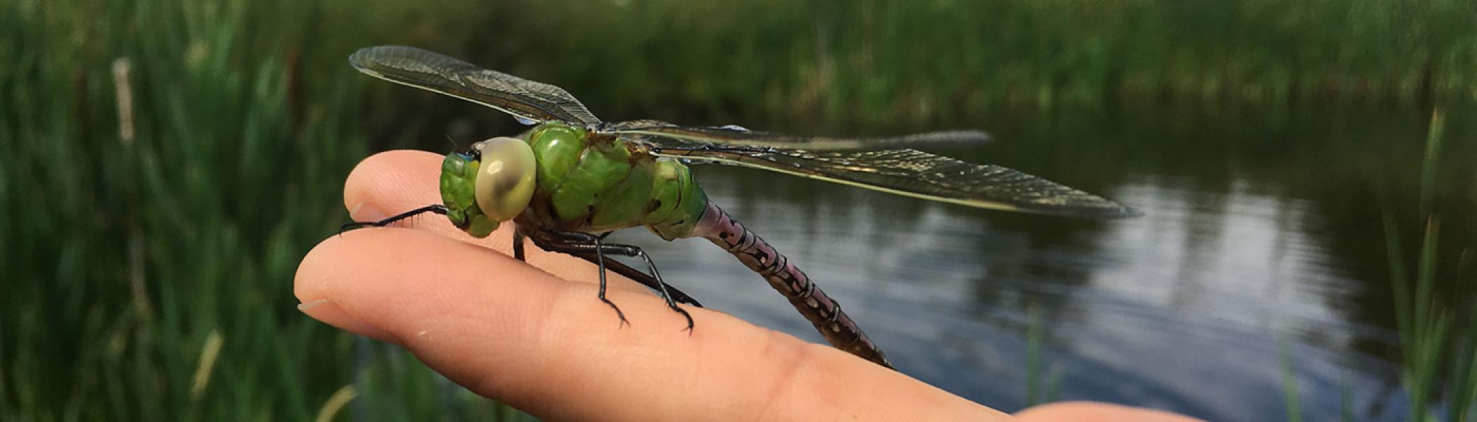 Dragonfly on someone's finger