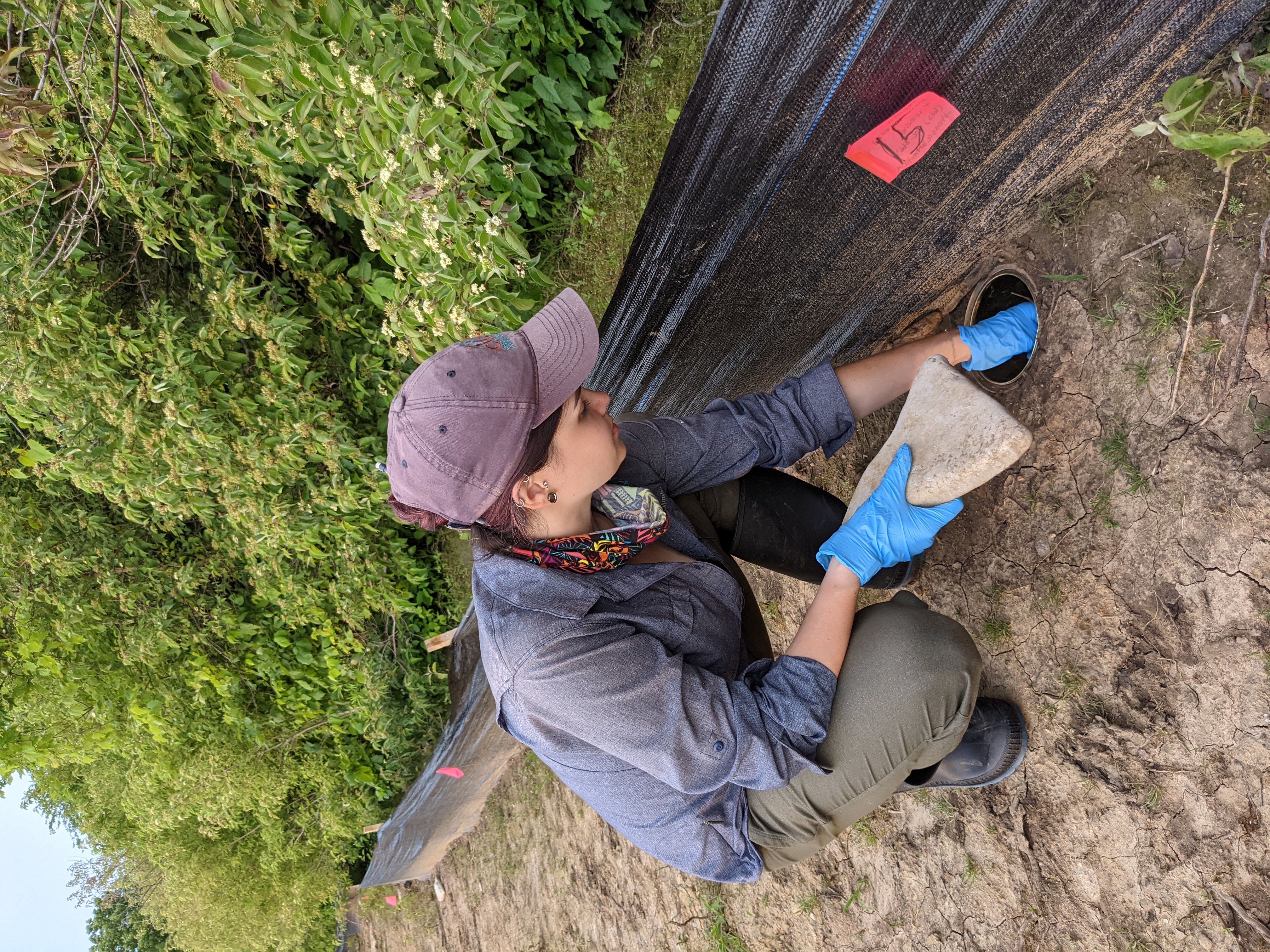 Student checking salamander pitfall trap