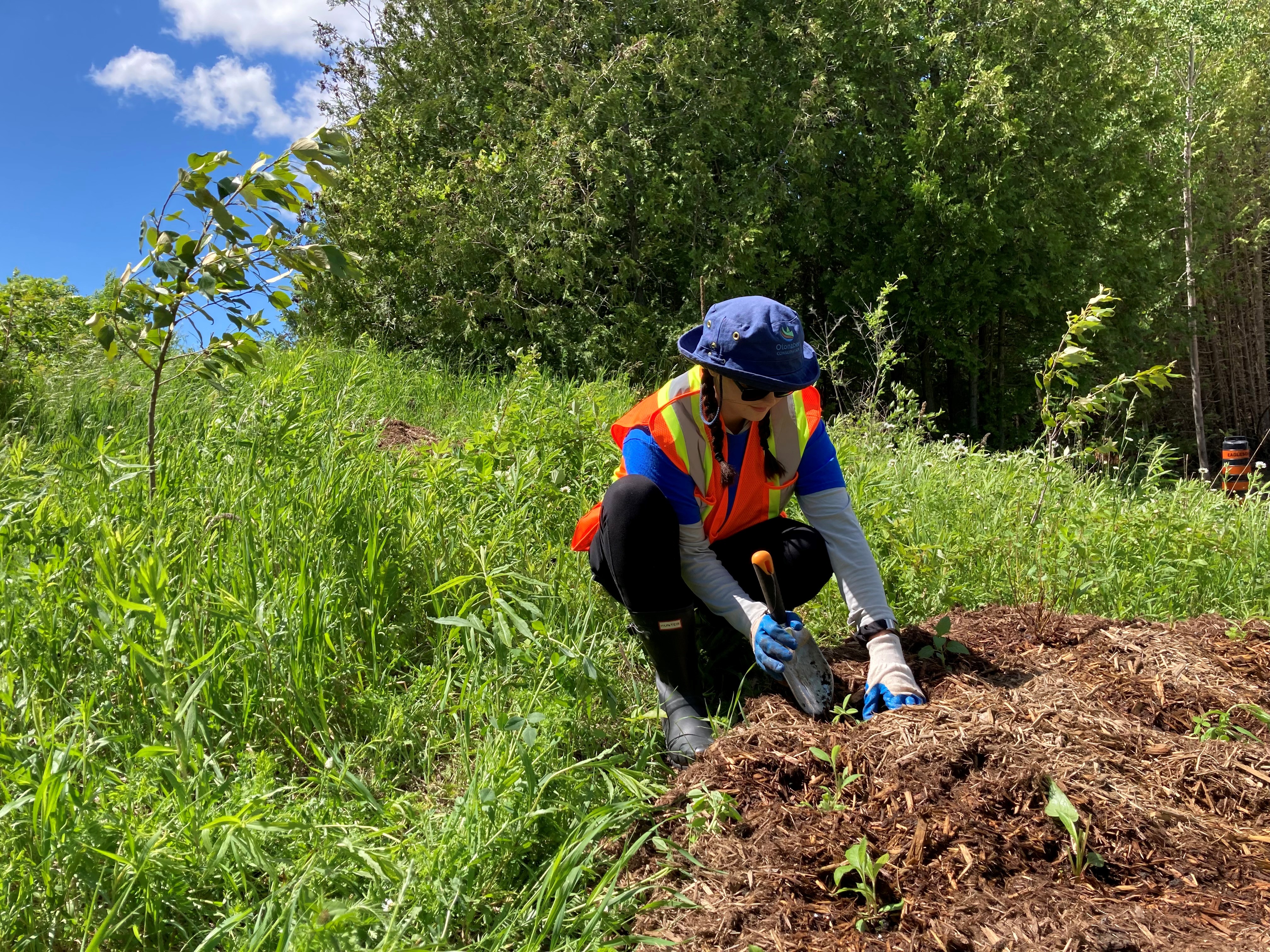 Student planting shrub