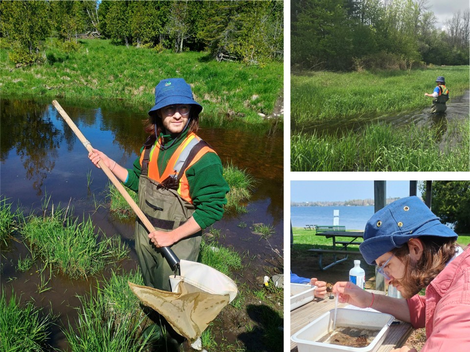 Student collecting benthic invertebrates