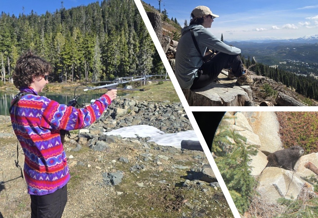 student monitoring marmots