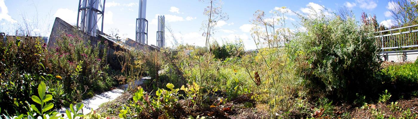 Rooftop garden at Trent University in the summer sun