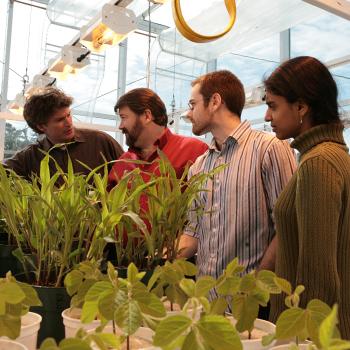 2 professors and 2 students talking in the greenhouse in front of a green plant