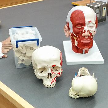 Blanched skulls and a dummy human head on a work bench