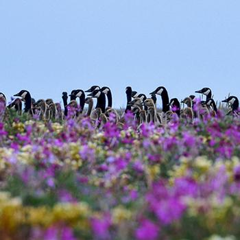 A group of canada geese standing in a field of purple flowers against a blue summer's sky