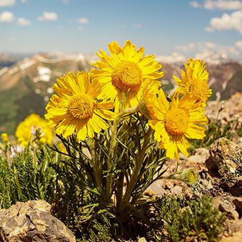 Bright yellow alpine sunflowers grow on a rocky ledge, with a mountainous vista behind them.