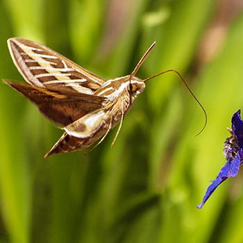 A white-lined sphinx moth flies toward a purple flower against a green background