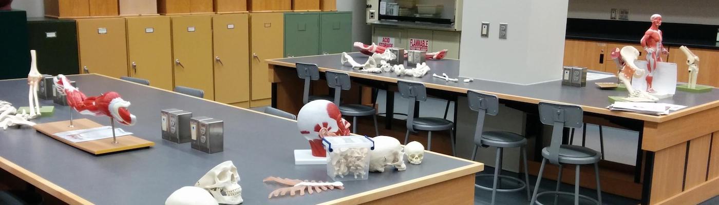 Biology lab showing 2 lab benches with an assortment of human bone replicas, joint models, and a small human form showing muscle groups 