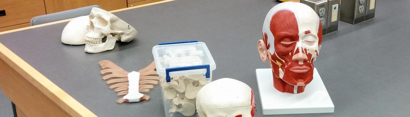 Blanched skulls and a dummy human head on a work bench