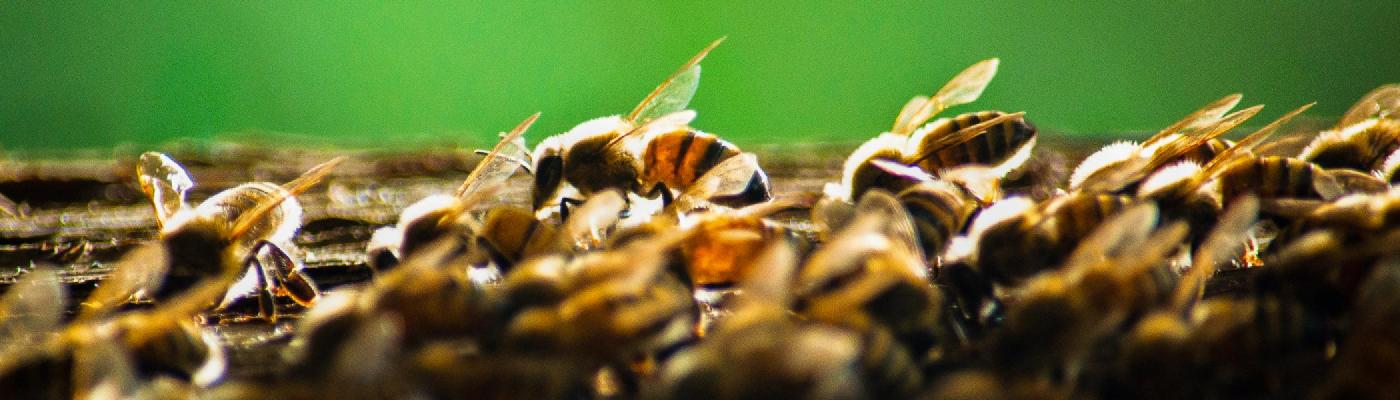A closeup view of bees on a hive against a blurry green background