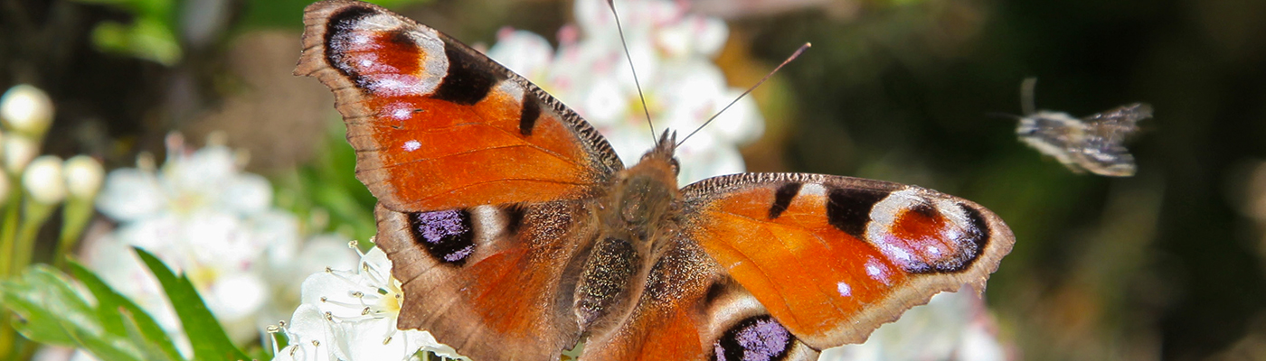 Black and orange butterfly perched on a white flower