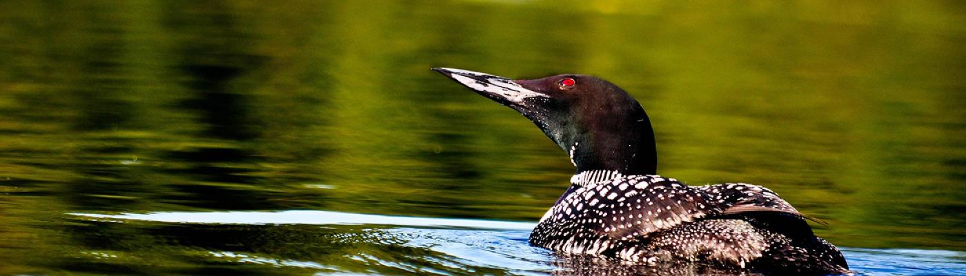 A loon swimming across a lake in the summer sun
