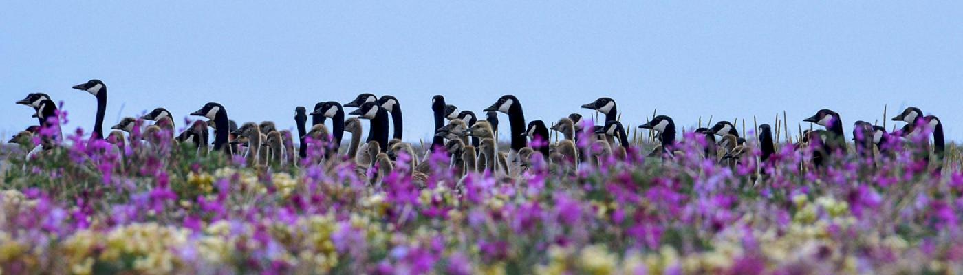 A group of canada geese standing in a field of purple flowers against a blue summer's sky