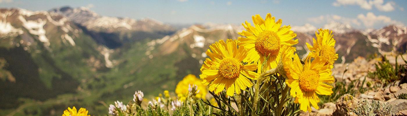 Yellow alpine sunflowers on a rocky outcrop, with a snow-capped mountain in the background