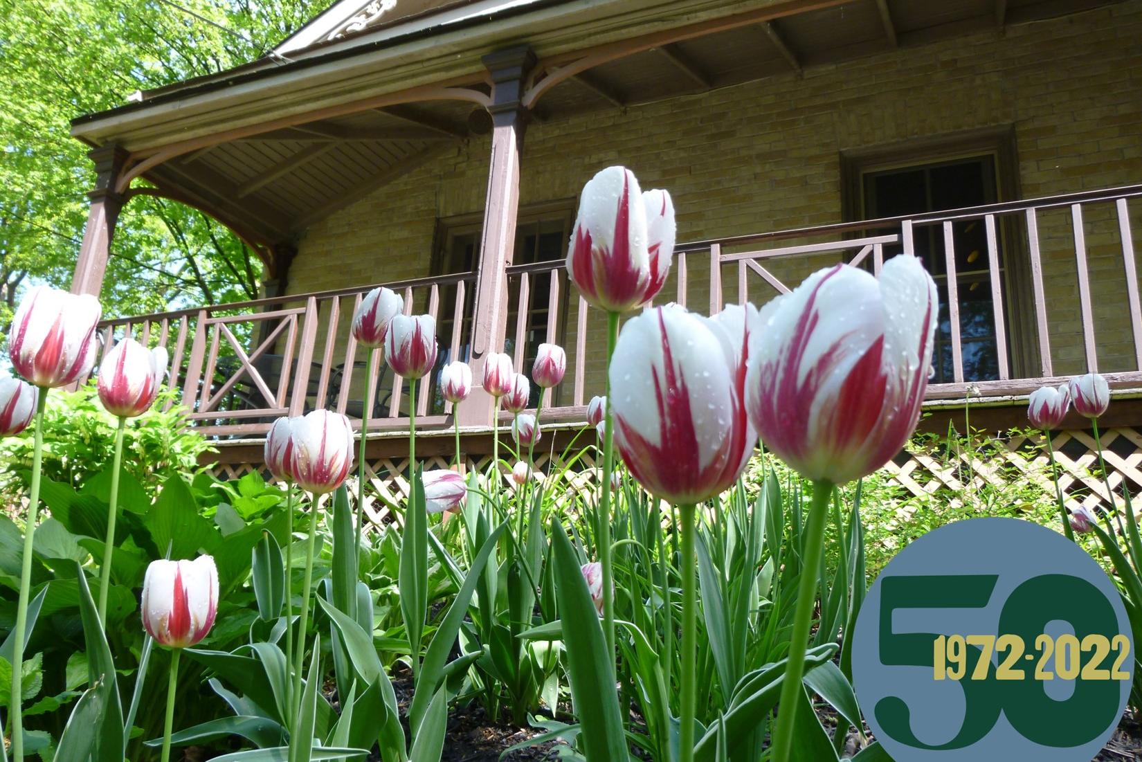 older house with wrap around porch and foreground filled with white and red tulips