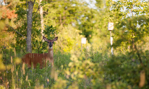A female deer gazes at the camera. She is calm but alert surrounded by low brush with taller trees in the background. The sun is dappled on the greenery. 