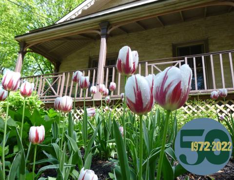 older house with wrap around porch and foreground filled with white and red tulips