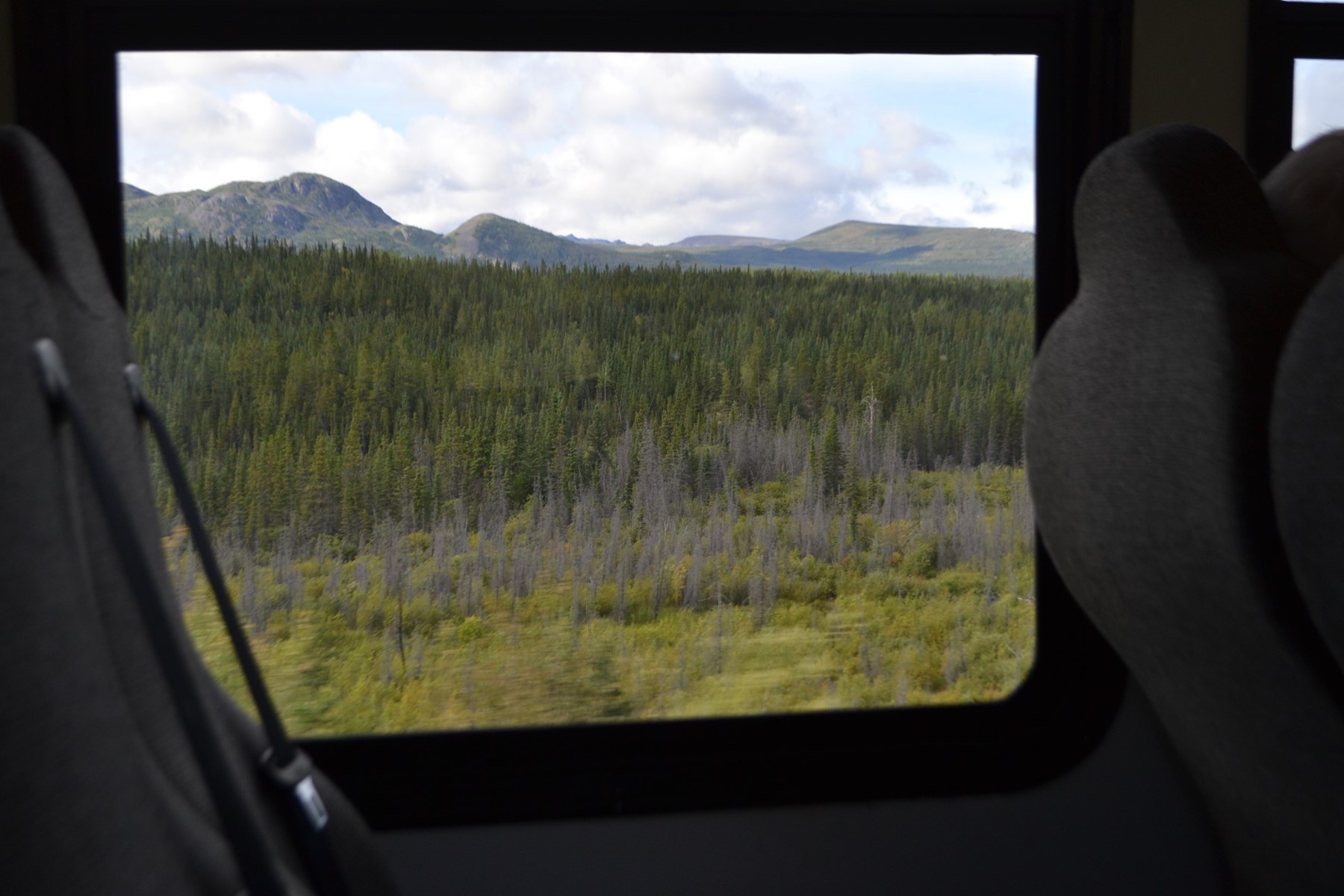 View from bus window, dense conifer forest with mountains in distance