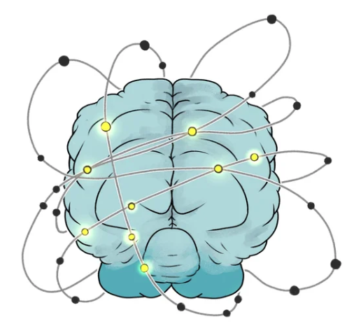 Picture of the brain