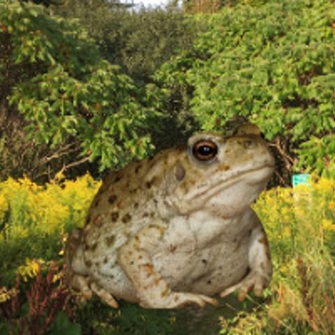 A toad sitting in a field.
