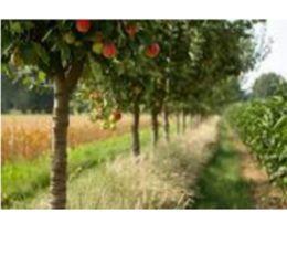 Apple trees