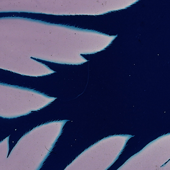 Kelly Egan, leaf cyanotype on film.