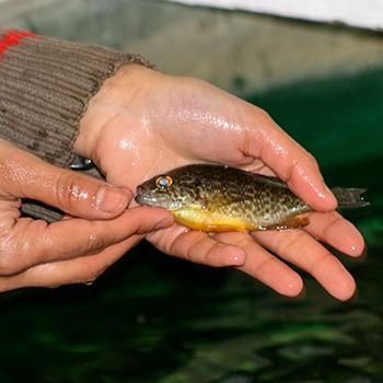 A small green fish in a pair of hands, resting just above some water