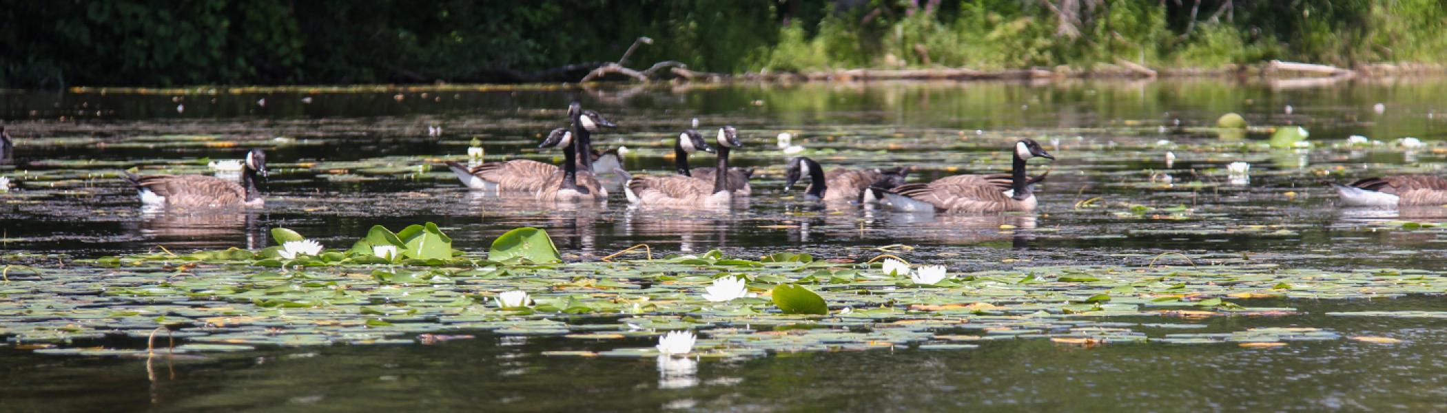 A group of canada geese swimming in a river surrounded by lilly pads