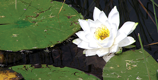 A white water lillly in bloom in a pond with lilly pads around it
