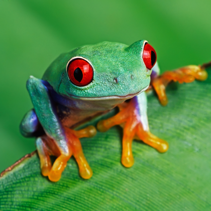 A frog on a leaf