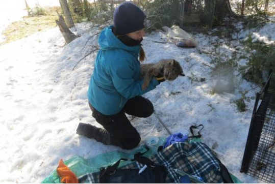 female student, Samantha Morin, kneeling in snow holding wild feline