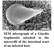 SEM micrograph of a Giardia trophozoite attached to the microvilli of the intestinal tract of an infected host
