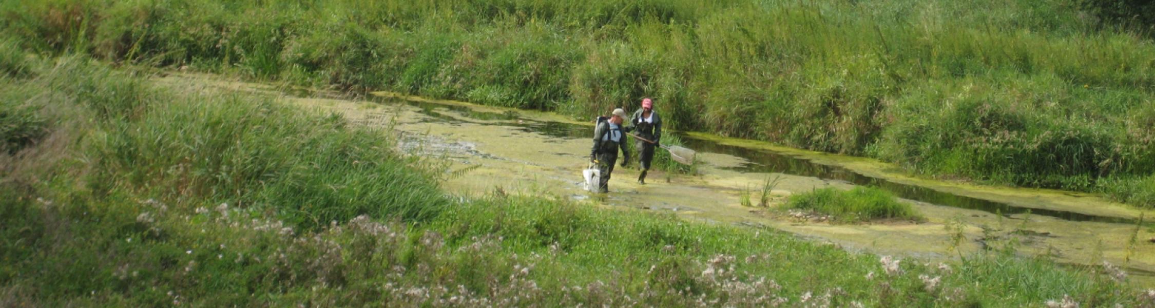 2 grad students walking through swampy wetland area wearing hip waders and carrying a net and pail