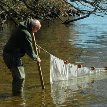 Man wading in water doing fieldwork sampling