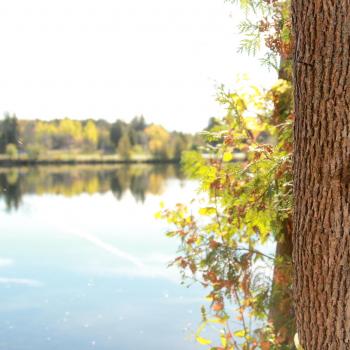 nature shot with tree in foreground and Trent river behind