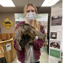 woman with blond hair and pale skin wears a white facemask and holds a large brown turtle